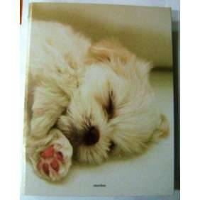 CLASSEUR A4 DOS 40MM CHATONS DUO