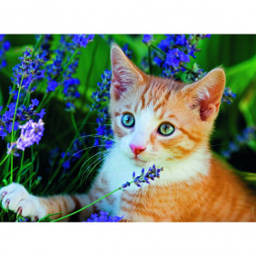 Puzzle Chaton roux dans la lavande - 150 pièces