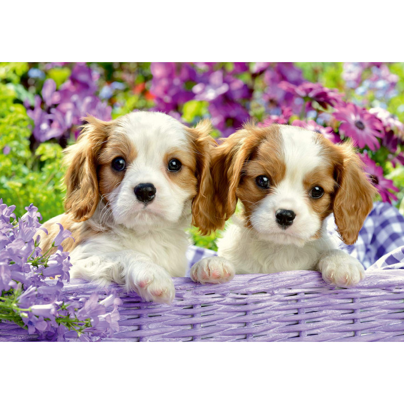 Ravensburger- Puzzles 2x24 pièces-Amis Tout Doux Enfant 4 ans et plus