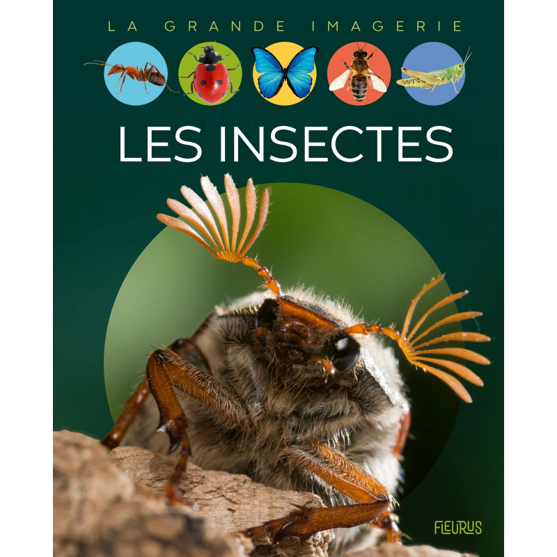 Les insectes - Album - Dès 6 ans