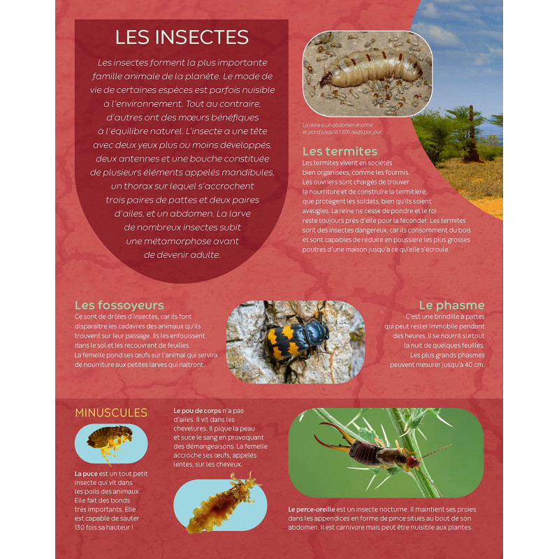 Les insectes - Album - Dès 6 ans