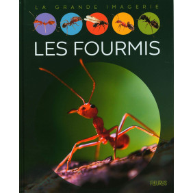 Les fourmis - Album - Dès 6 ans