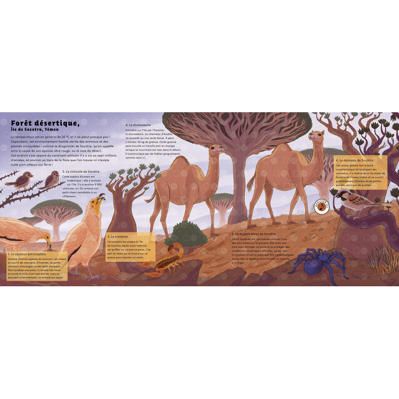 Le monde des forêts - 3-5 ans - Album - Librairie de France