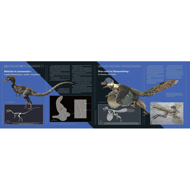 Petits dinosaures carnivores - Album - Librairie de France